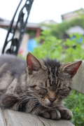 IMG_2170.JPGのサムネール画像のサムネール画像